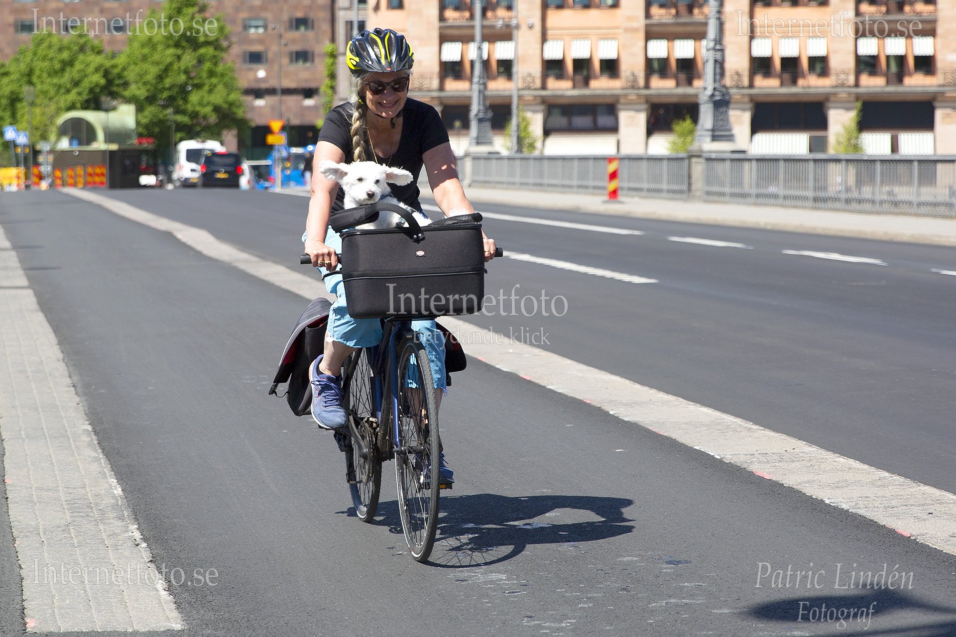 Liten vit hund med utstående öron i cykelkorg på Vasabron i Stockholm