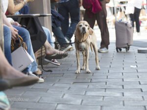 Portugisisk pointer, (Perdigueiro portugues) ovanlig ras i Sverige. Står på Hamngatan i Stockholm