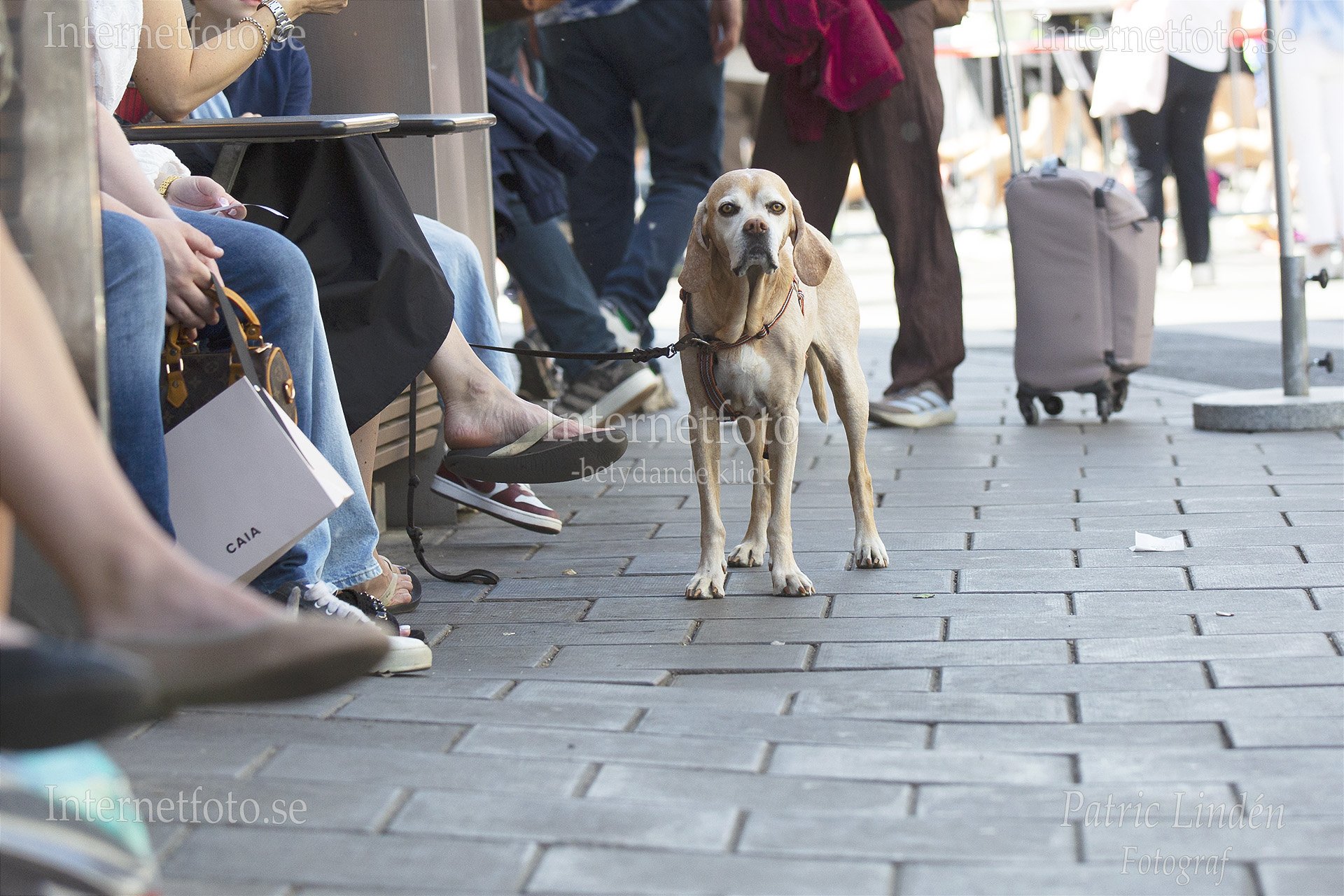 Portugisisk pointer, (Perdigueiro portugues) ovanlig ras i Sverige. Står på Hamngatan i Stockholm
