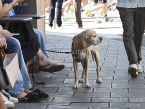 Portugisisk pointer (Perdigueiro portugues), Ovanlig hundras i Sverige står med profil på Hamngatan i Stockholm