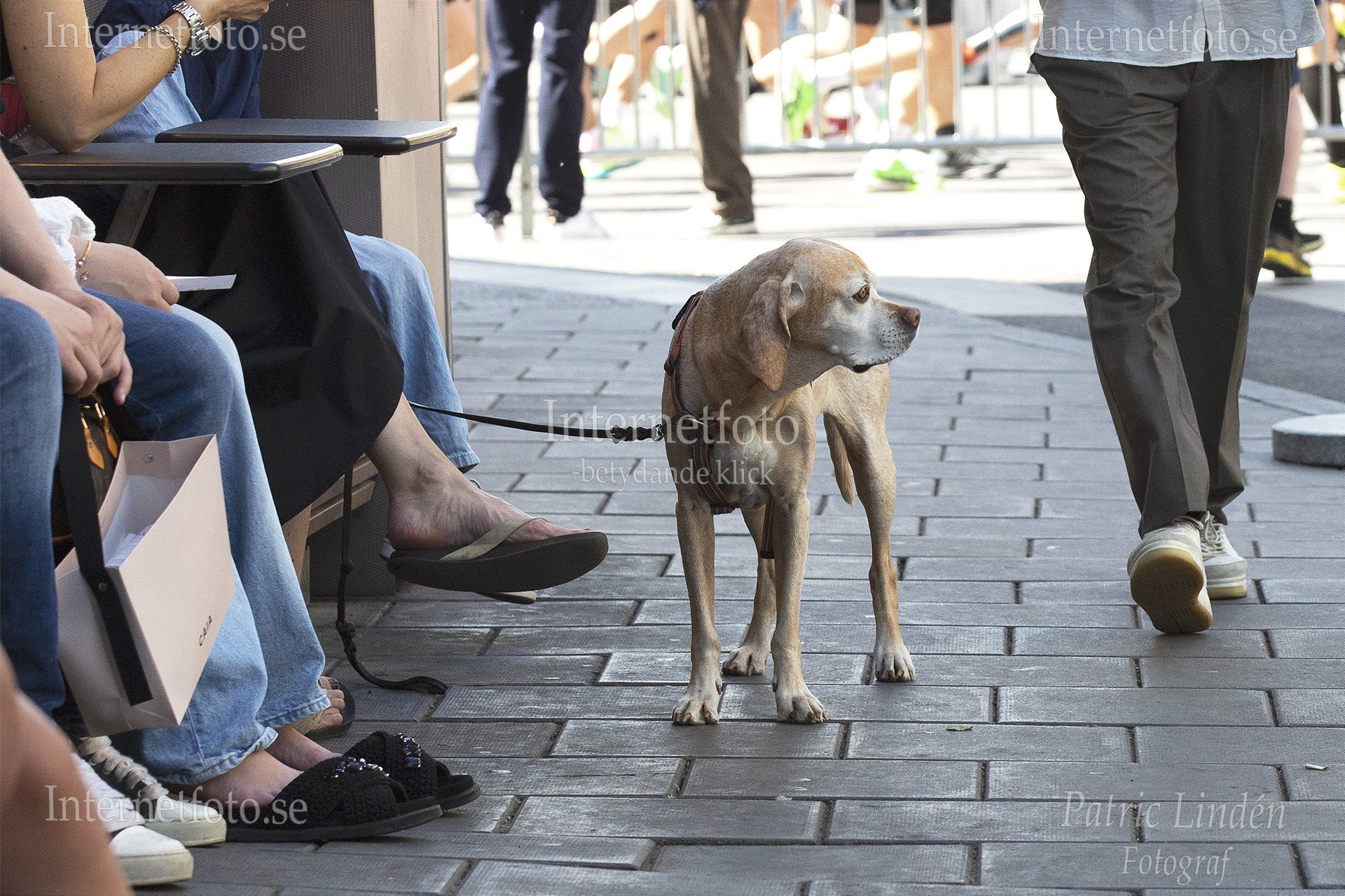 Portugisisk pointer (Perdigueiro portugues), Ovanlig hundras i Sverige står med profil på Hamngatan i Stockholm