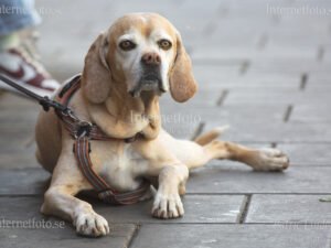 Portugisisk pointer, (Perdigueiro portugues) ligger på trottoar i Stockholm.