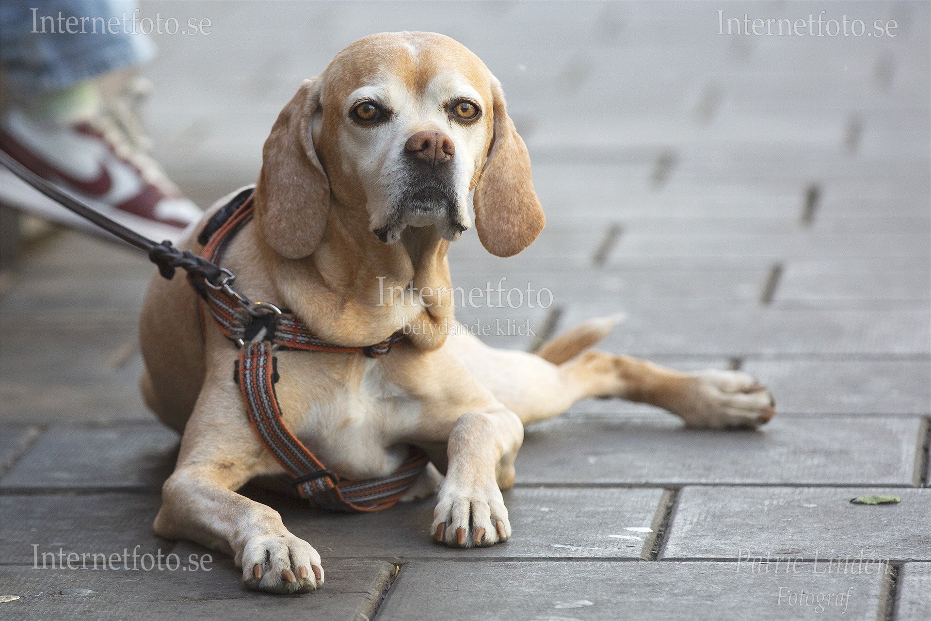 Portugisisk pointer, (Perdigueiro portugues) ligger på trottoar i Stockholm.