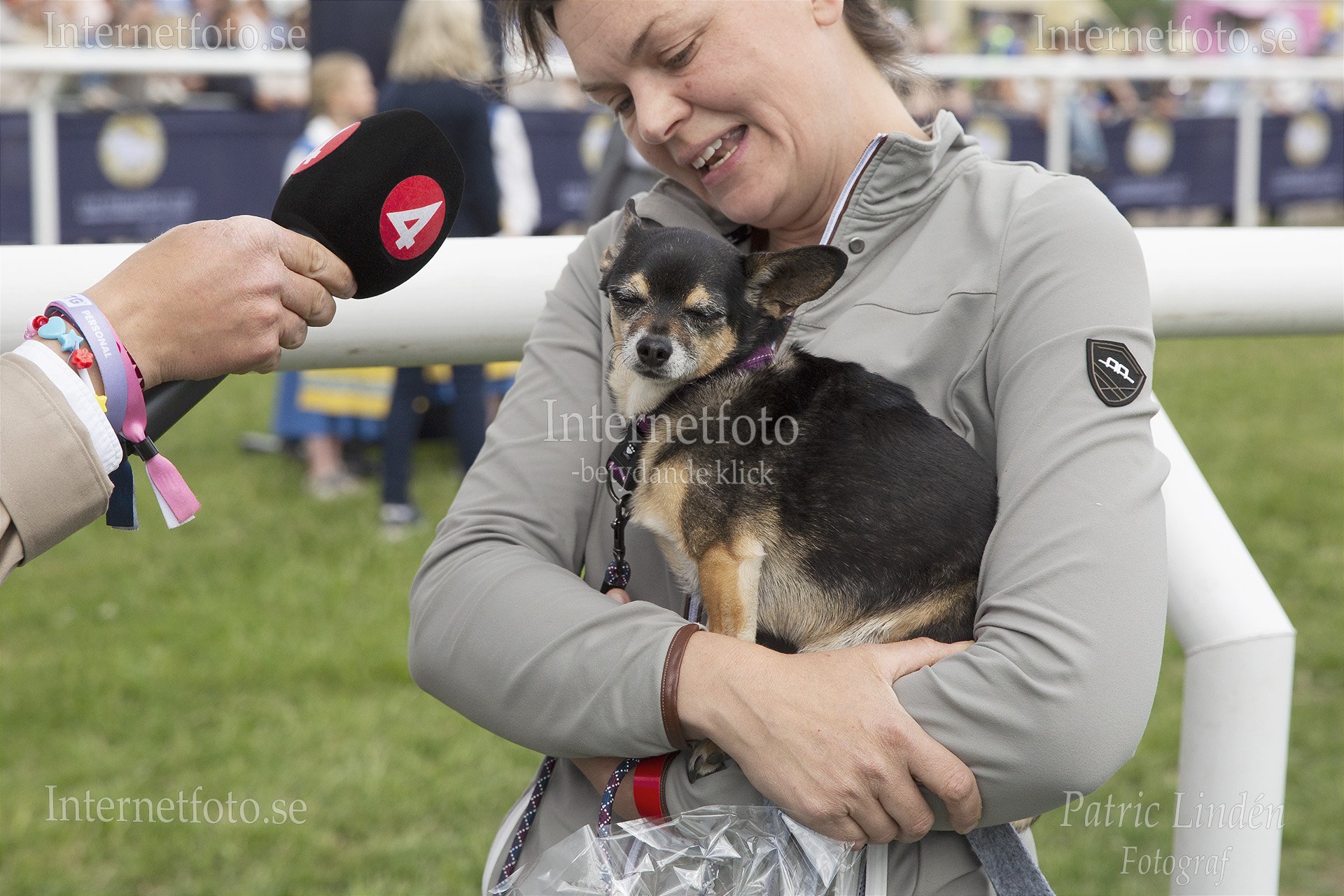 Chihuahua tillsammans med sin matte och en TV-4 intervju vid Nationaldagsgaloppen 2026 på Gärdet i Stockholm. Bilden visar hunden sittande i mattes famn framför en TV4-mikrofon. Hunden har svart och tanfärgad päls samt bär sele och koppel. En hand håller mikrofonen riktad mot hunden och hennes matte. Gärdet.