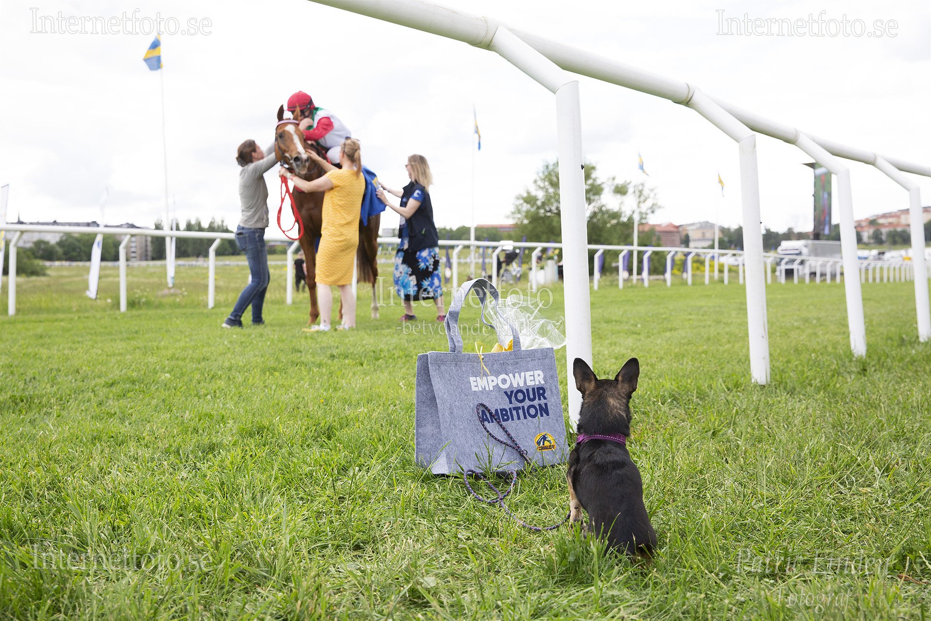 Chihuahua sitter i gräset intill en tygväska vid en galoppbana på Nationalgaloppen 2026 på Gärdet i Stockholm. Bilden visar den lilla hunden sedd bakifrån framför en väska medan en jockey på häst omges av flera personer längre bort på gräsområdet. Hunden har svart och brun päls samt lila sele och koppel. Häst, ryttare, personer, staket och svenska flaggor är synliga i miljön.