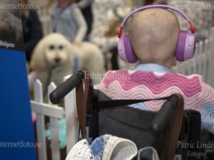 Ljus sjukhushund står framför sjukt barn som sitter i rullstol med hörselkåpor på Hundmässan. Bilden visar en labadoodle som är medicinsk tjänstehund framför barnet bakom ett vitt staket. Barnet sitter i rullstol och bär lila hörselkåpor samt en flerfärgad stickad tröja. Hunden har ljus päls och bär sele.