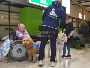 Sjukhushundar står tillsammans med ett barn som drabbats av barncancer och med mamman berättar deras historia vid SKK Hundmässa. Bilden visar en brun och en ljus labradoodle med blå tjänstetäcken intill barnet i rullstol med hörselskydd.