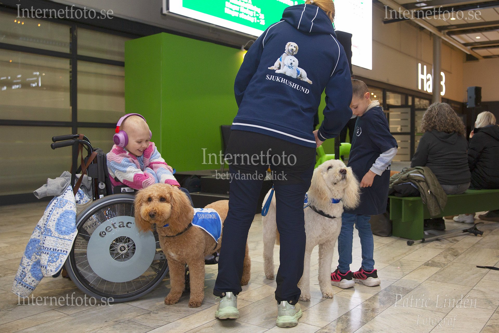 Sjukhushundar står tillsammans med ett barn som drabbats av barncancer och med mamman berättar deras historia vid SKK Hundmässa. Bilden visar en brun och en ljus labradoodle med blå tjänstetäcken intill barnet i rullstol med hörselskydd.