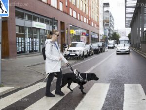 Ledarhund svart labrador korsar ett övergångsställe och ledsagar en synskadad kvinna med vit käpp i Hammarby Sjöstad i Stockholm. Bilden visar den svarta labradoren i rörelse framför personen medan den bär ledarhundssele. Övergångsställe, bilar, skåpbil, byggnader och gatutrafik syns i omgivningen. Personen bär ljus jacka, mörka byxor och solglasögon. Hunden ledsagar i sele och arbetar vid gatukorsning i Hammarby Sjöstad, Stockholm