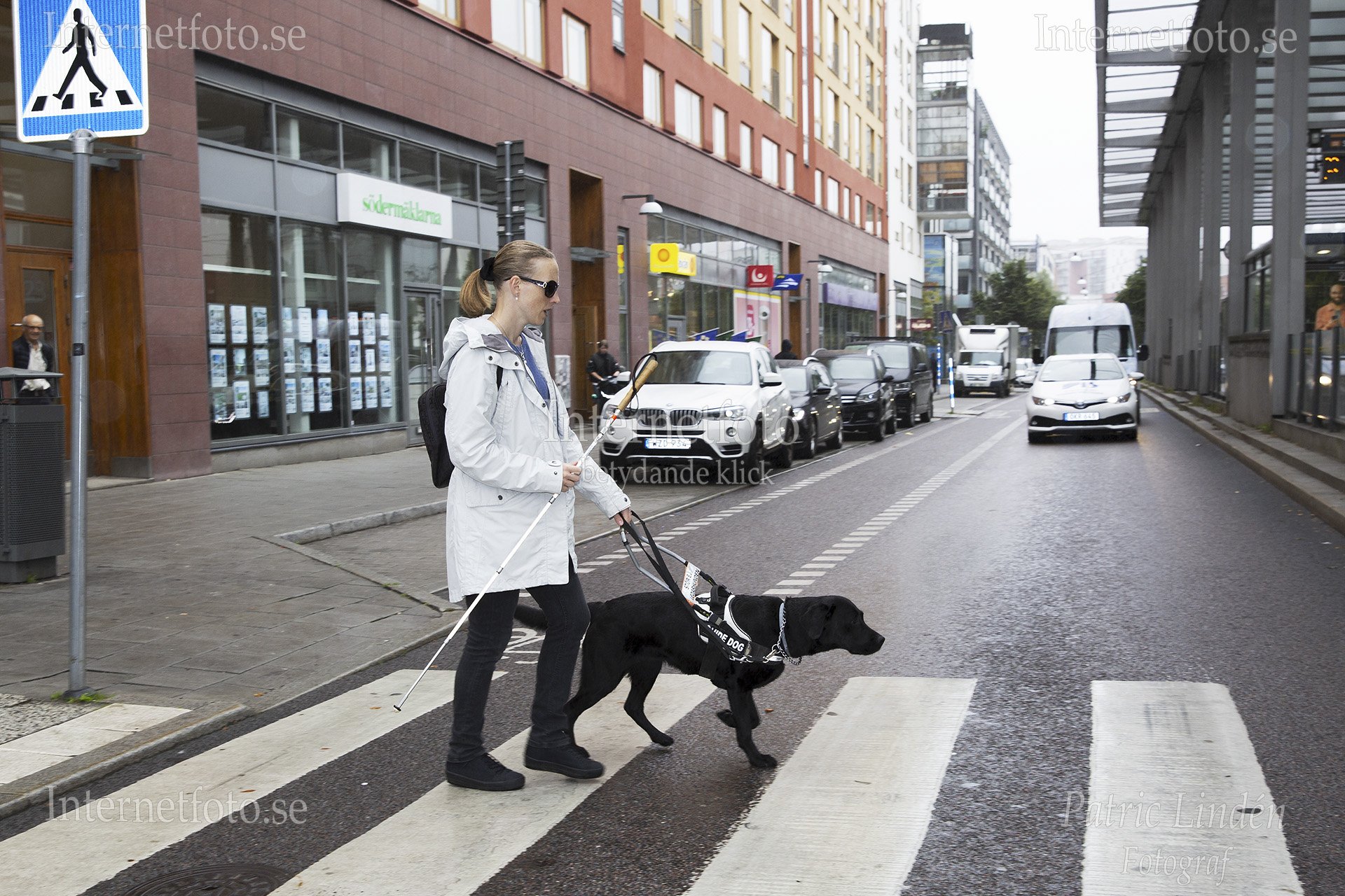 Ledarhund svart labrador korsar ett övergångsställe och ledsagar en synskadad kvinna med vit käpp i Hammarby Sjöstad i Stockholm. Bilden visar den svarta labradoren i rörelse framför personen medan den bär ledarhundssele. Övergångsställe, bilar, skåpbil, byggnader och gatutrafik syns i omgivningen. Personen bär ljus jacka, mörka byxor och solglasögon. Hunden ledsagar i sele och arbetar vid gatukorsning i Hammarby Sjöstad, Stockholm