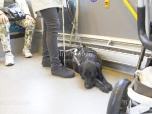 Ledarhund svart labrador ligger på golvet intill synskadad kvinna med vit käpp i en buss i Hammarby Sjöstad. Bilden visar den svarta hunden liggande vid personen. Hunden bär ledarhundssele och koppel. Bussens säten, handtag, rullstolsanpassad utrustning och en barnvagn syns i bilden. Hammarby Sjöstad, Stockholm,
