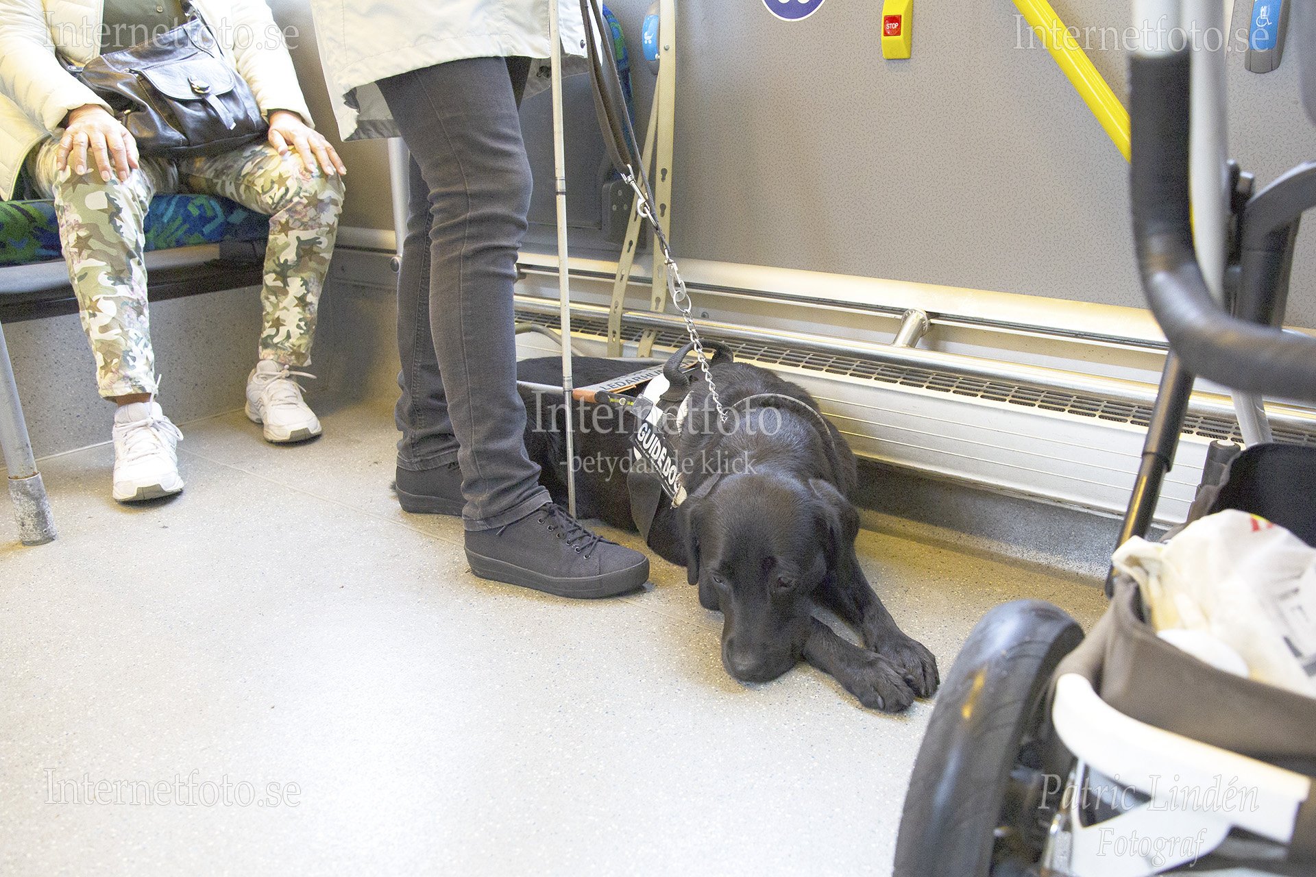 Ledarhund svart labrador ligger på golvet intill synskadad kvinna med vit käpp i en buss i Hammarby Sjöstad. Bilden visar den svarta hunden liggande vid personen. Hunden bär ledarhundssele och koppel. Bussens säten, handtag, rullstolsanpassad utrustning och en barnvagn syns i bilden. Hammarby Sjöstad, Stockholm,