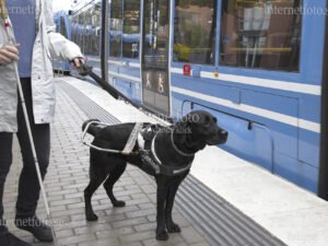 Ledarhund av rasen labrador står tillsammans med synskadad kvinna som använder vit käpp vid SL-tvärbana i Hammarby sjöstad. Bilden visar den svarta hunden stående intill plattformskanten vid dörrarna till blått spårvagnsfordon. Hunden bär ledarhundssele med handtag. Tvärbanan har stängda dörrar och kollektivtrafikmiljön är tydligt synlig.