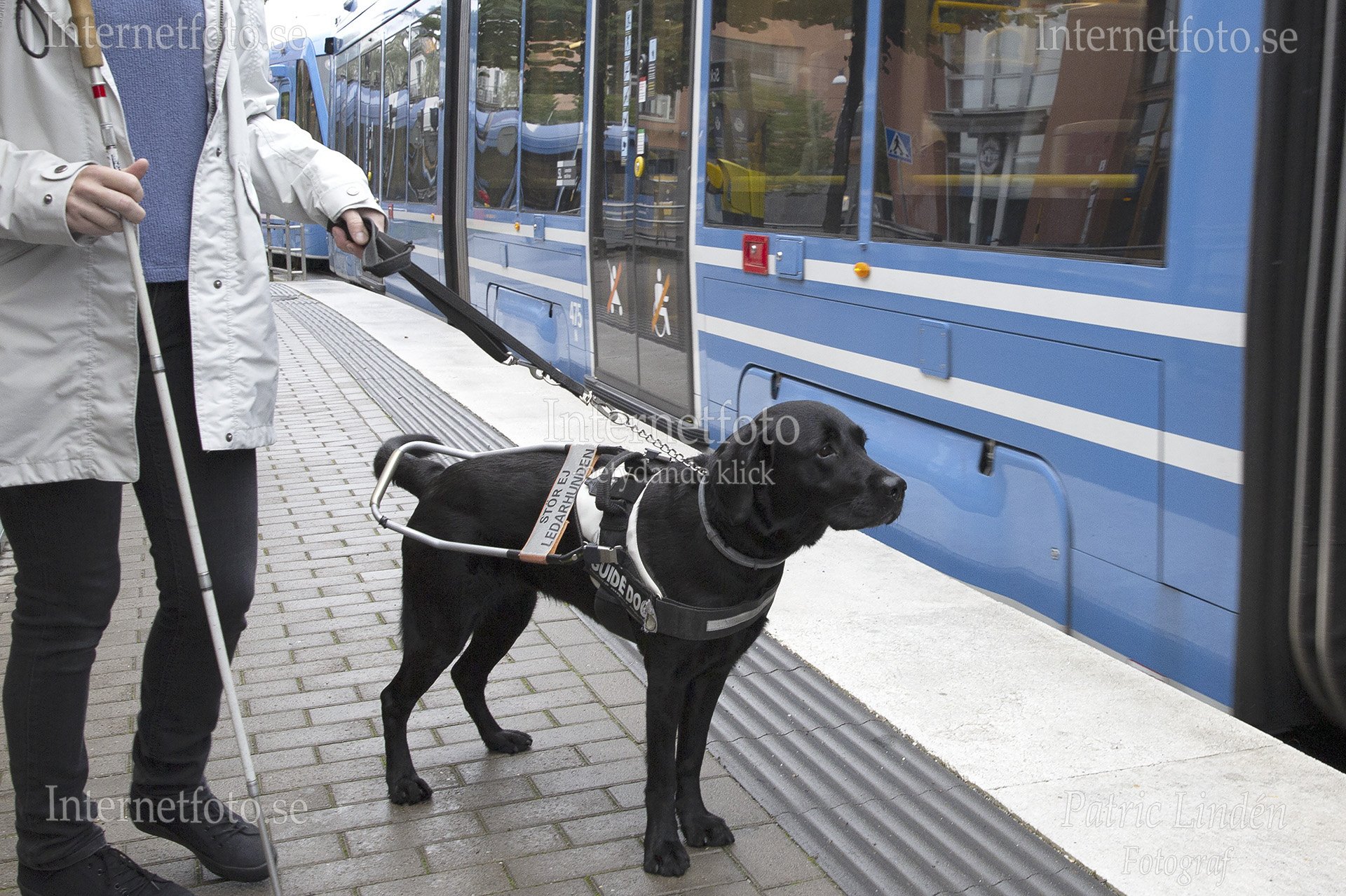 Ledarhund av rasen labrador står tillsammans med synskadad kvinna som använder vit käpp vid SL-tvärbana i Hammarby sjöstad. Bilden visar den svarta hunden stående intill plattformskanten vid dörrarna till blått spårvagnsfordon. Hunden bär ledarhundssele med handtag. Tvärbanan har stängda dörrar och kollektivtrafikmiljön är tydligt synlig.