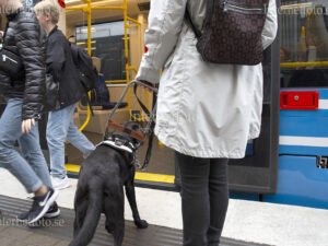 Ledarhund svart labrador ledsagar synskadad kvinna ombord på SL tvärbana i Hammarby Sjöstad, Stockholm. Bilden visar den svarta hunden bakifrån när den kliver in i vagnen. Hunden bär ledarhundssele och ledsagar kvinnan med ryggsäck. Flera personer är synliga vid dörröppningen och den blå tvärbanan står vid perrongen. Hammarby sjöstad, Stockholm