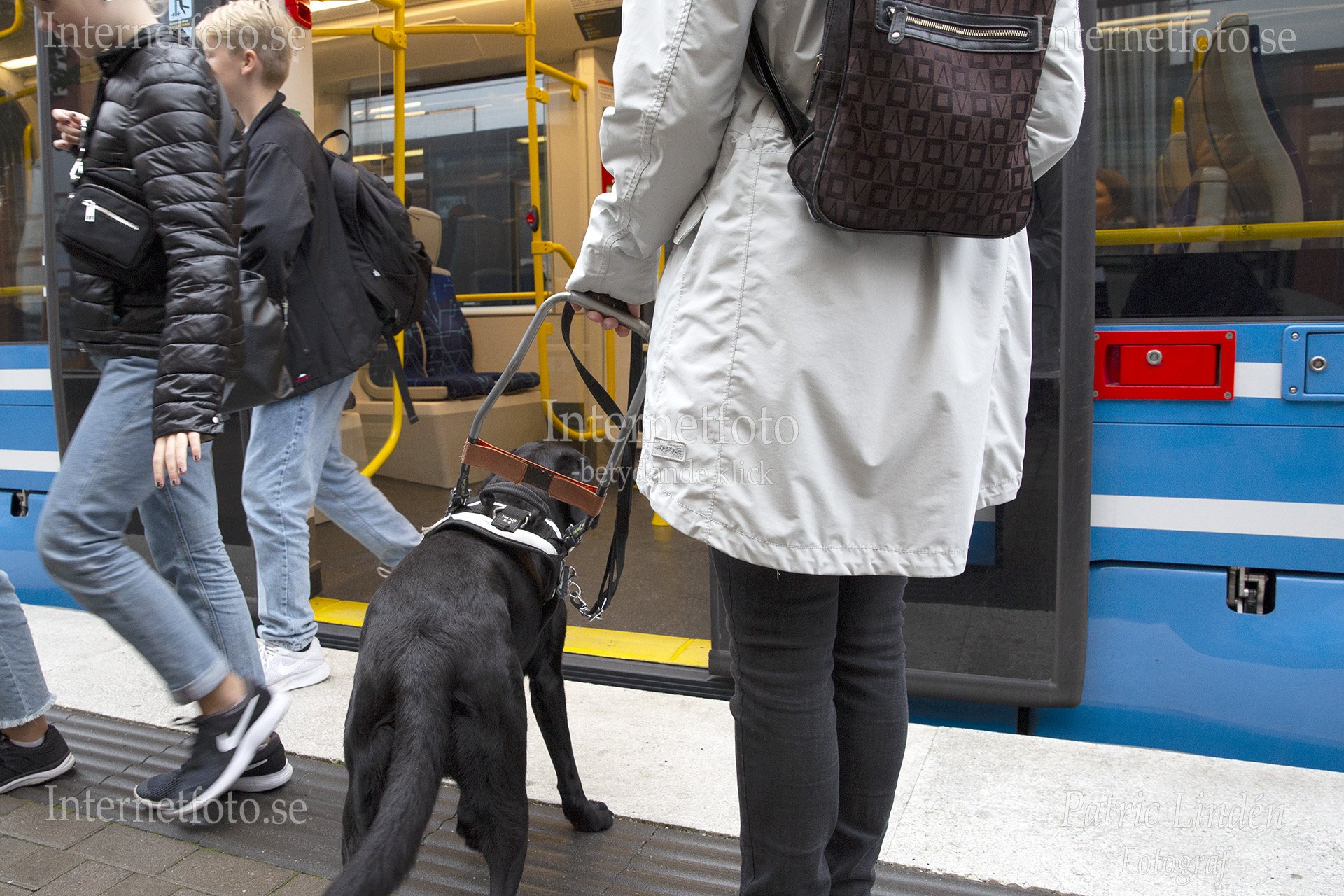 Ledarhund svart labrador ledsagar synskadad kvinna ombord på SL tvärbana i Hammarby Sjöstad, Stockholm. Bilden visar den svarta hunden bakifrån när den kliver in i vagnen. Hunden bär ledarhundssele och ledsagar kvinnan med ryggsäck. Flera personer är synliga vid dörröppningen och den blå tvärbanan står vid perrongen. Hammarby sjöstad, Stockholm