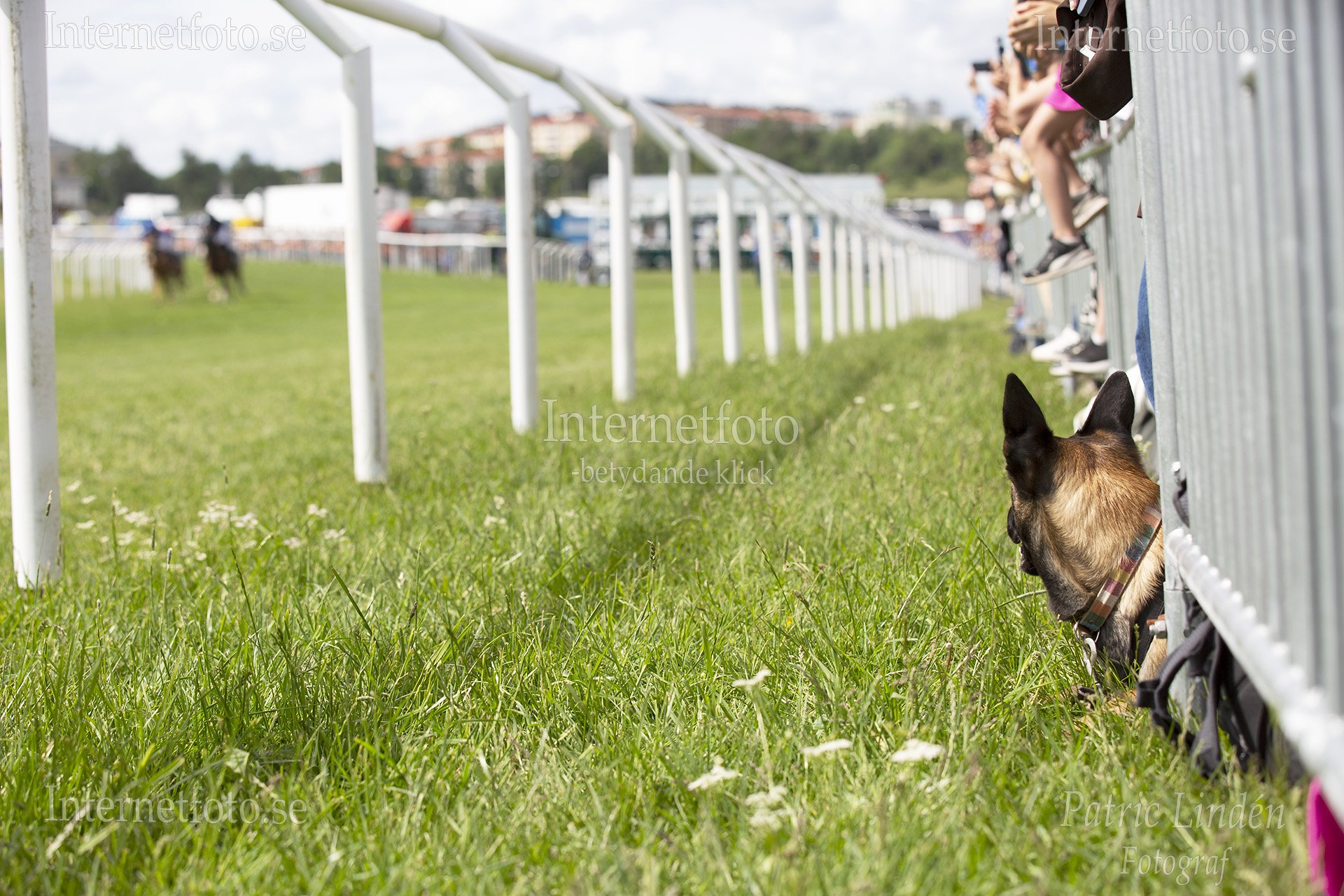 Belgisk vallhund av typen Malinois tittar på Nationaldagsgaloppen på Gärdet i Stockholm. Bilden visar hunden ligger under ett kravallstaket med huvudet riktat mot galoppbanan med två hästar i full galopp. Hunden har kort brun päls med mörk mask och bär halsband. Räcken, gräsyta, publik och delar av galoppbanan syns i bilden.
