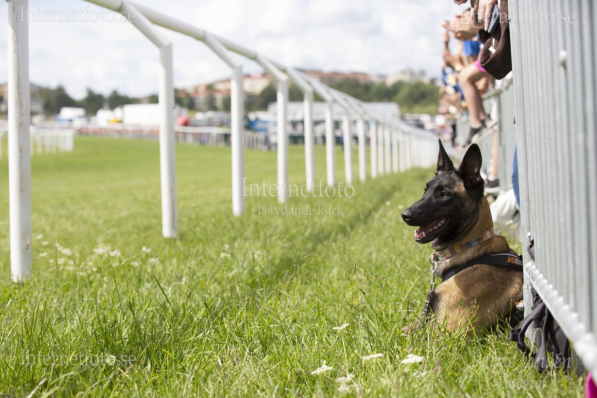 Belgisk vallhund ligger under kravallstaket och åskådare sitter och står vid staketet vid under Nationaldagsgaloppen 2026 på Gärdet i Stockholm. Bilden visar hunden liggande i gräset under metallstaket och framför ett den vita railen längs banområdet. Hunden har brun päls med svart mask och bär sele samt halsband. Personer syns bakom staketet och gräsytor samt räcken är synliga i miljön.