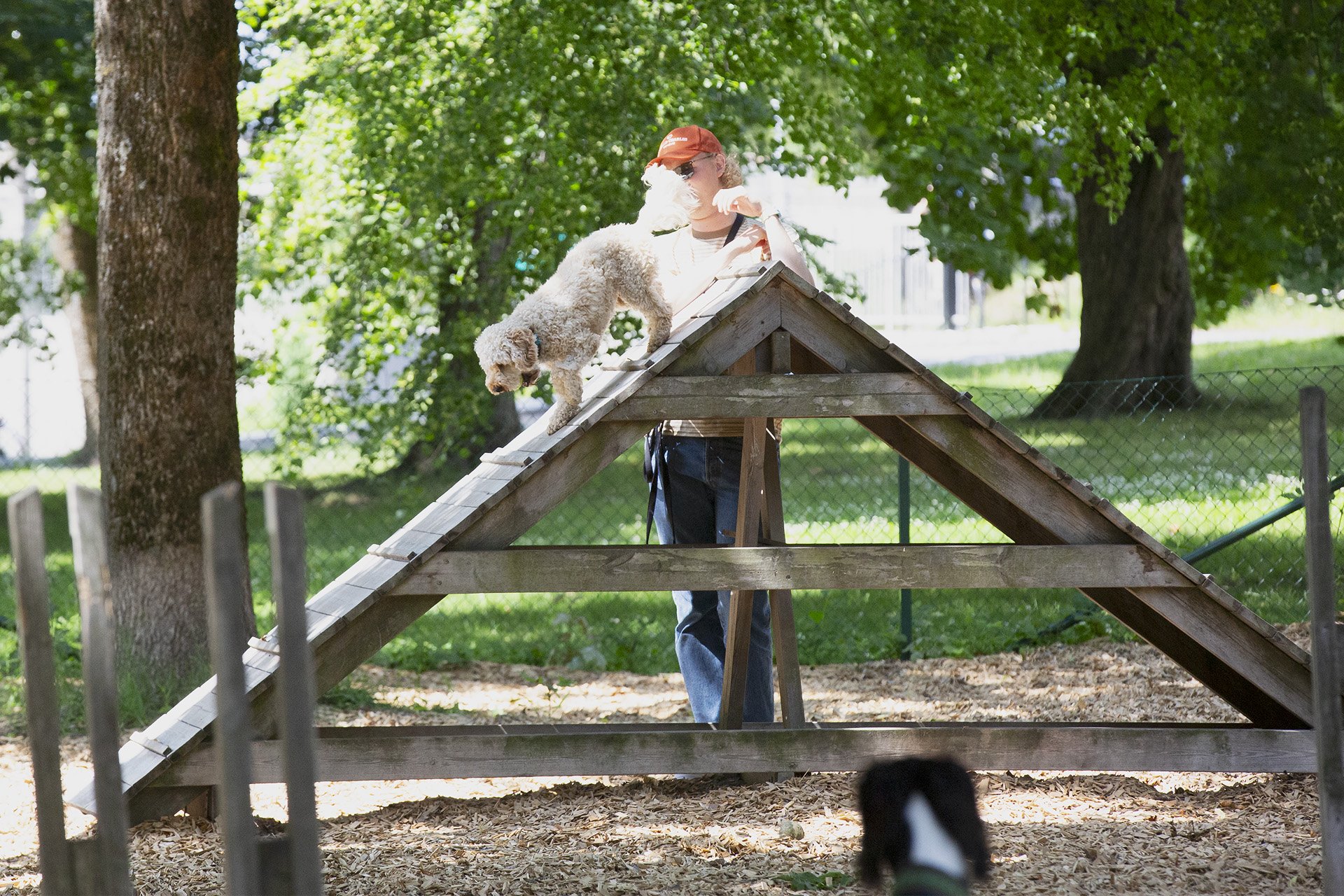 Liten hund på A-hinder Rålambshovs hundrastgård, Kungsholmen, Stockholm som har egen hinderbana för hundar.