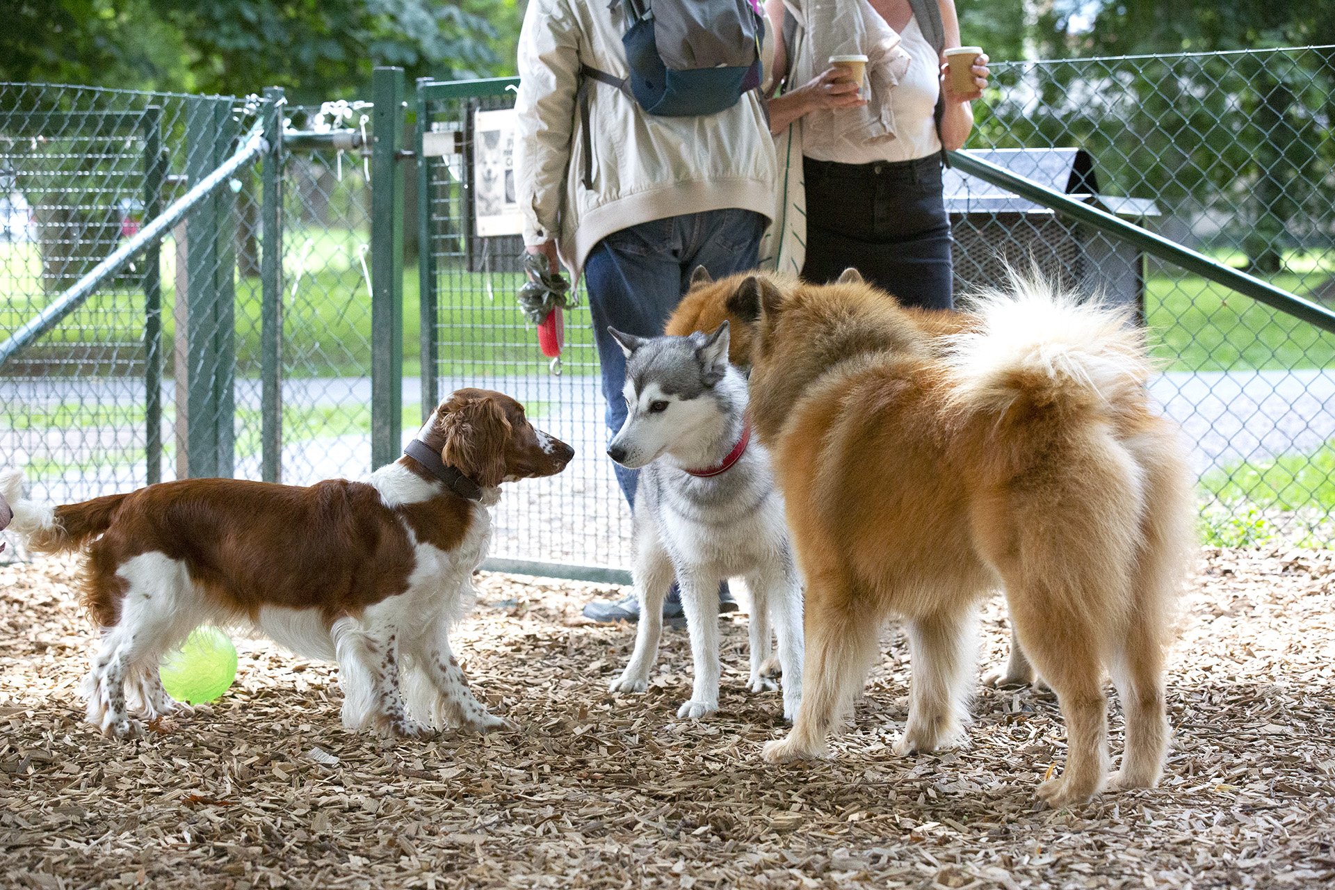 En siberian husky ansluter Rålambshovs hundrastgård, Kungsholmen, Stockholm. Welsch Springer spaniel och Eurasier vill kolla läget.