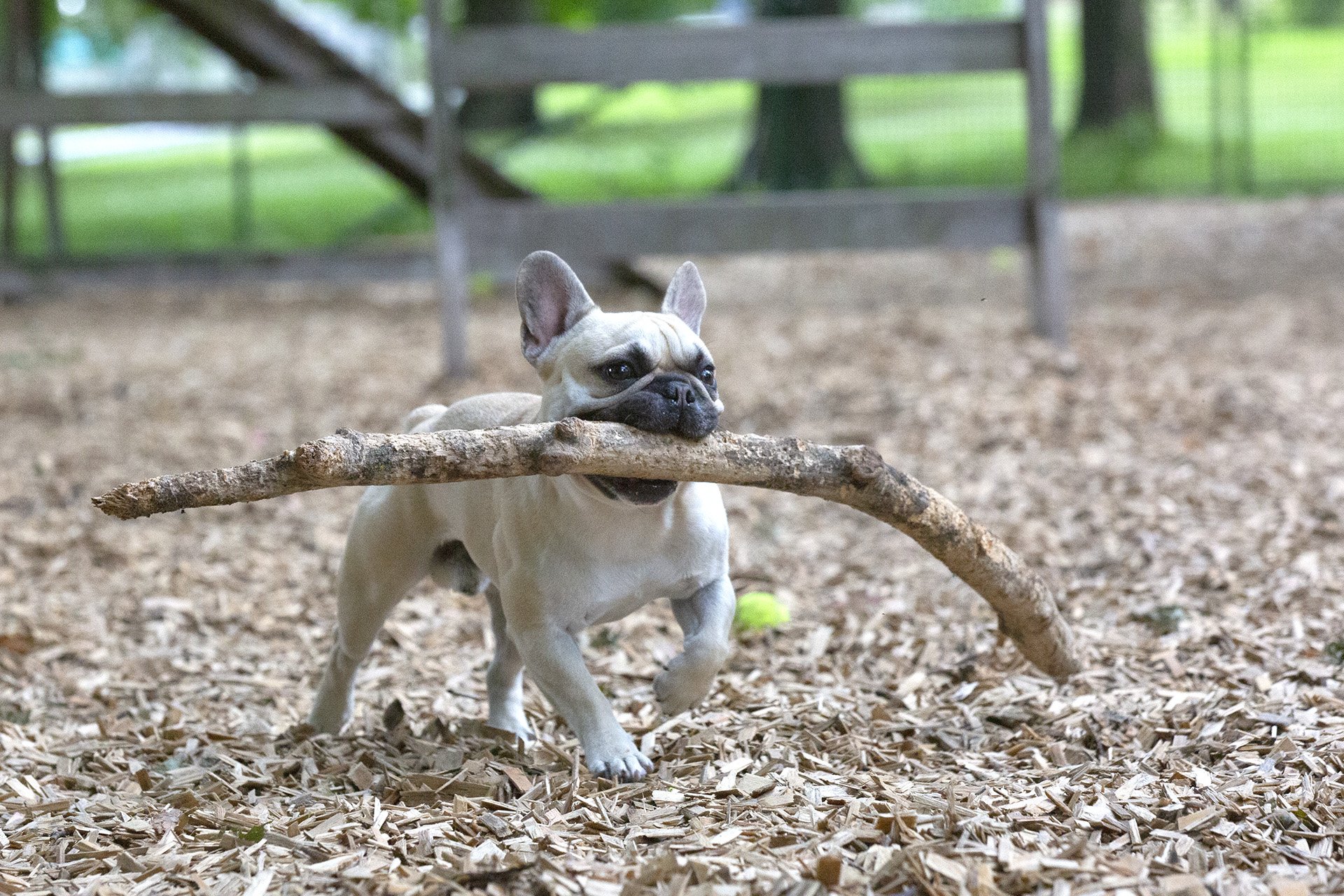 Lennox 3 år, Fransk bulldog i Rålis hundrastgård Kungsholmen, Stockholm En hund som älskar bära grenar. Pinnar är för smått.