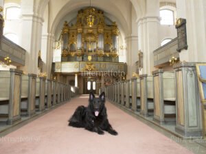 Svart schäfer ligger på mittgången i S:ta Maria Magdalena kyrka i Stockholm- Bild nr. 5545-250410 Internetfoto Bildbyrå