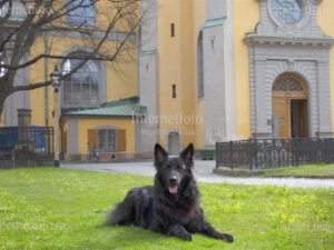 Svart schäfer ligger utanför S:ta Maria Magdalena kyrka i Stockholm - Bild nr: 5576-250410 Internetfoto Bildbyrå