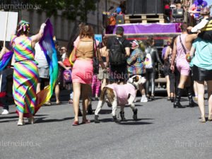 Vit/brun hund med rosa tröja och svarta tasskydd i Prideparad omgiven av publik och deltagare. Internetfoto Bildbyrå