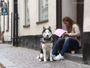 Över trettio hundar deltog i castingen . En av dem var Gio, Siberian husky.