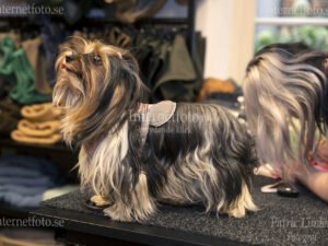 Sista hund kl 19 i dogcasting Legally Blonde. Sassay, Biewer terrier.