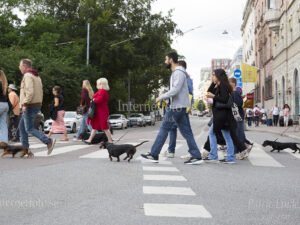 taxar och människor på övergångsställe på väg till Taxparaden 2026