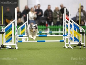 Internetfoto Bildbyrå – Shetland sheepdog hoppar över hinder på en agilitytävling i Stockholmsmässan. Bild nr: 3489-241215