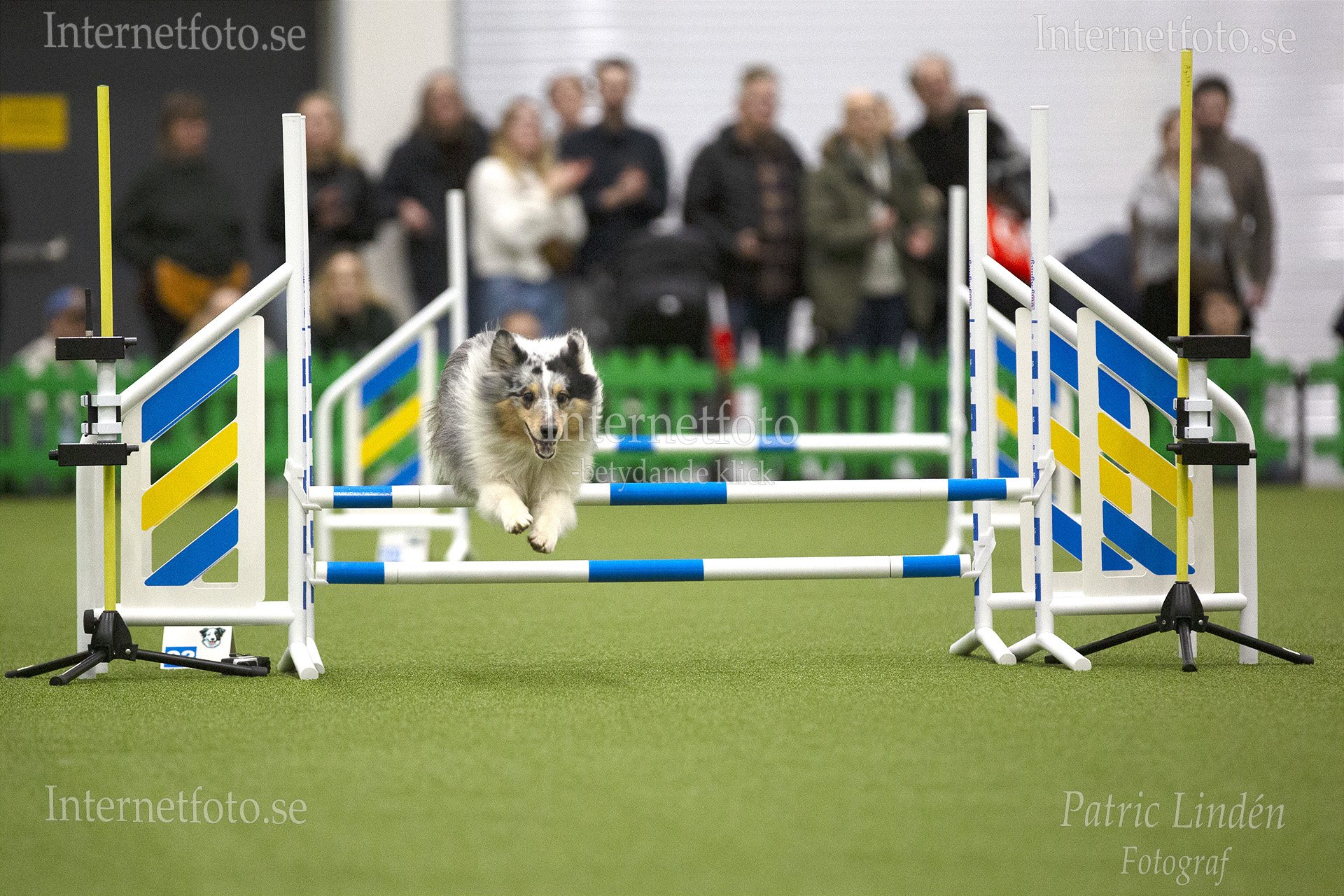Internetfoto Bildbyrå – Shetland sheepdog hoppar över hinder på en agilitytävling i Stockholmsmässan. Bild nr: 3489-241215