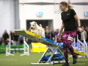 Internetfoto Bildbyrå - Hund balanserar på vippbräda under en agilitytävling på Stockholmsmässan. Bild nr: 3529-241215