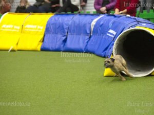 Internetfoto Bildbyrå - Hund springer ur en tunnel under en agilitytävling på Stockholmsmässan. Bild nr: 3676-241215