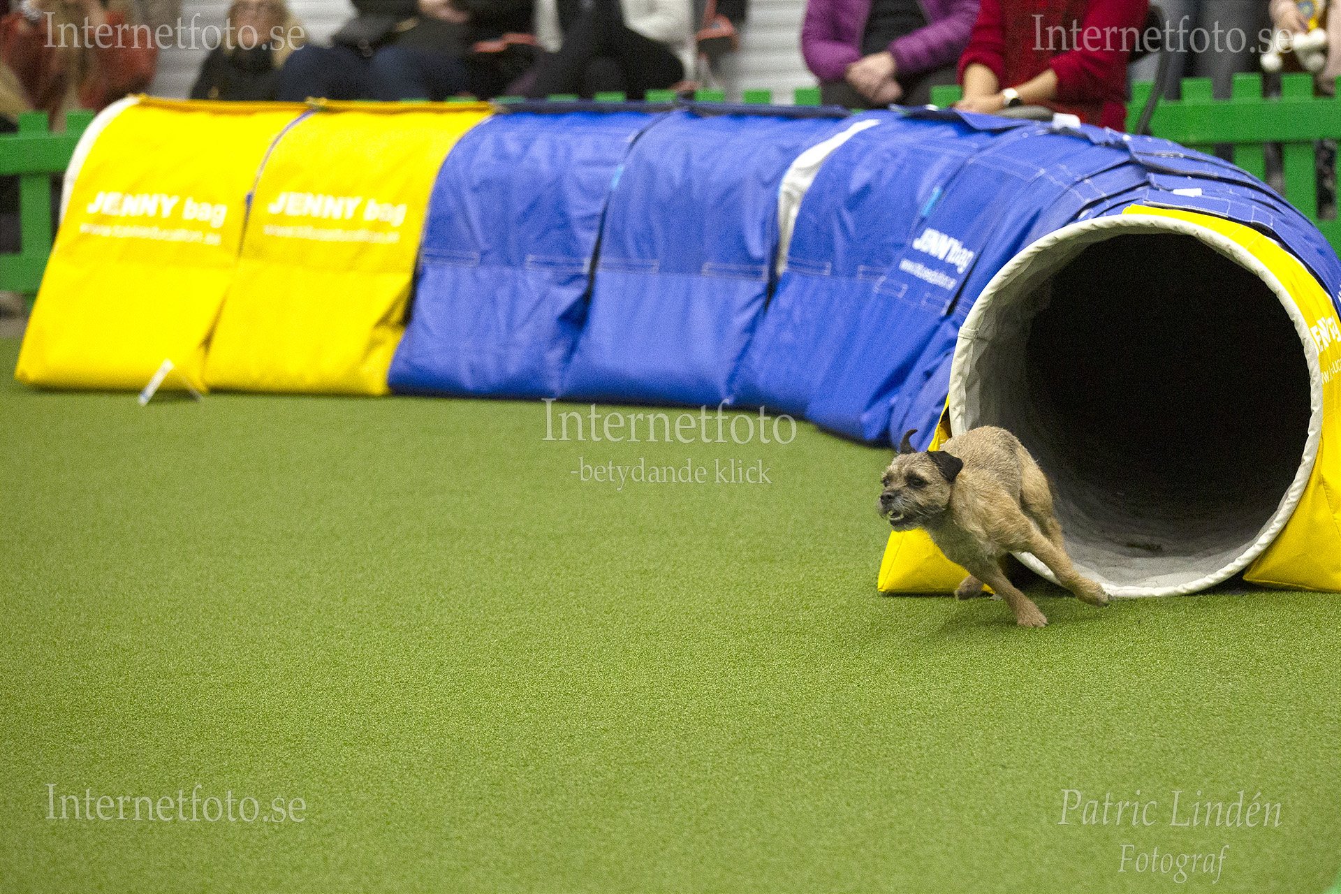 Internetfoto Bildbyrå - Hund springer ur en tunnel under en agilitytävling på Stockholmsmässan. Bild nr: 3676-241215