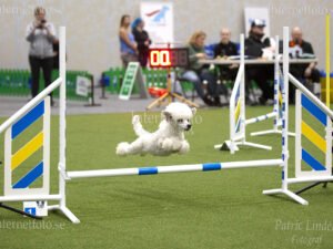 Internetfoto Bildbyrå – Liten vit hund hoppar över hinder på en agilitytävling i Stockholmsmässan. Bild nr: 3709-241215