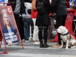 Vid valkampanj på Soltorget, Sergels Torg 2022 sitter en hund och tittar på Socialdemokraternas partiledare Magdalena Andersson på valaffisch.