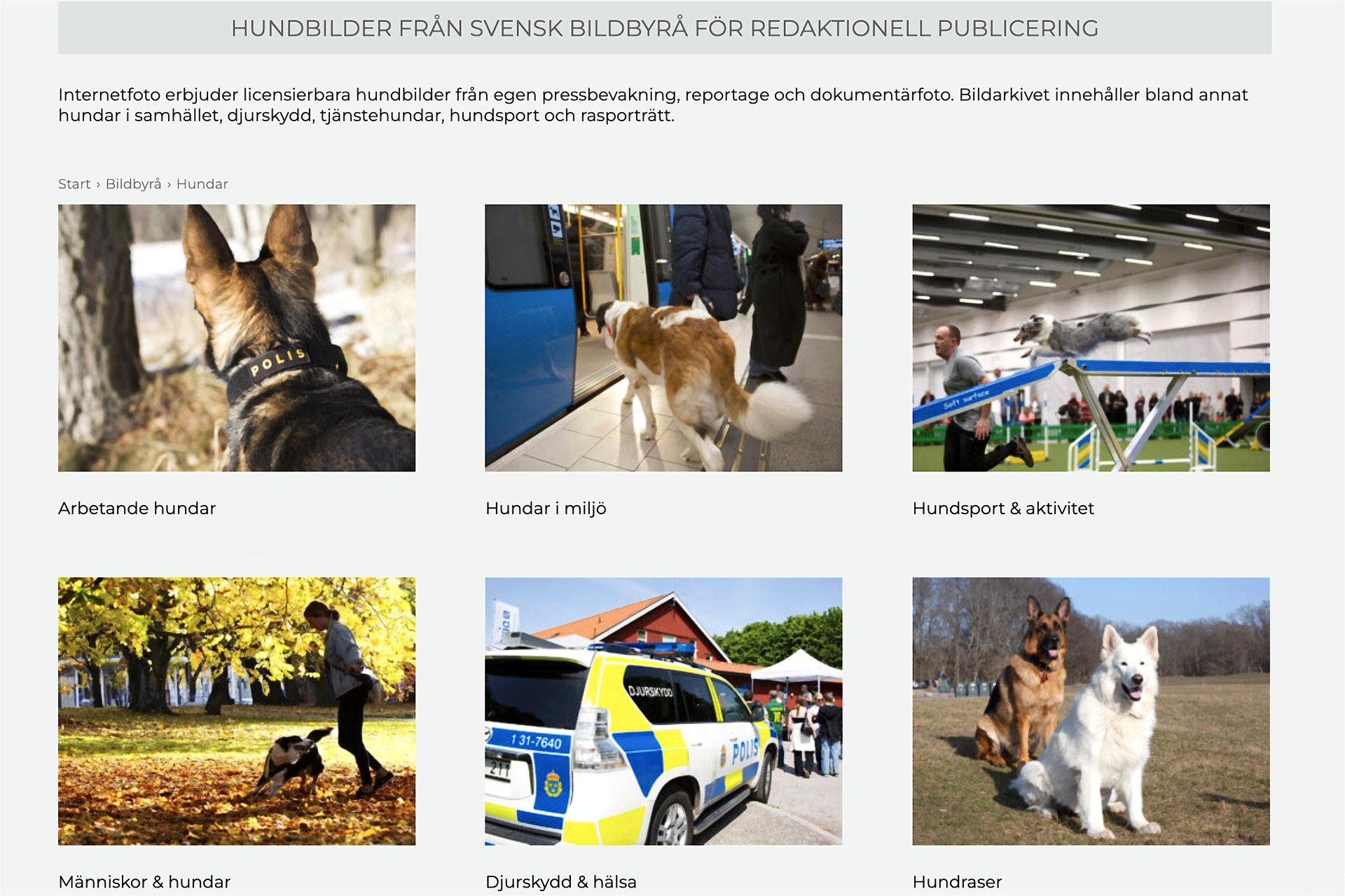 Internetfoto Bildbyrå hundkategorier för redaktionell publicering
